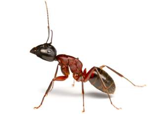 Clear, closeup picture of a carpenter ant for the purpose of learning what a carpenter ant looks like. Size, 1/8 inch long. Reddish to black in color. Has 6 legs, a curved thorax with one single node between the thorax and the abdomen.