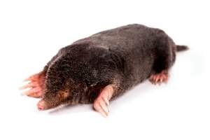 Clear, closeup picture of a mole for the purpose of learning what a mole looks like. Mole is 3 to 5 inches in length. Dark brown to black in color. Mole has large feet with long, sharp claws. It has a long nose and small eyes.