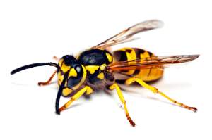 Clear, close up picture of a wasp for the purpose of learning what a wasp looks like. Size 1/2 inch long. Yellow in color with black strips.